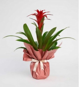 Guzmania Çiçeği