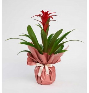Guzmania Çiçeği