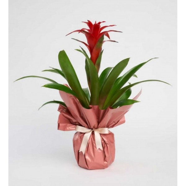 Guzmania Çiçeği