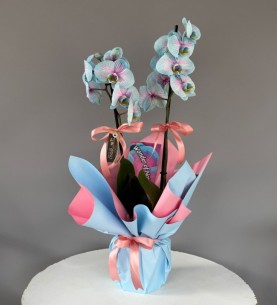 Wonder Blue Mavi Orkide